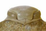 Very Rare Ghostly-White Remopleurides Trilobite - Russia #360298-3